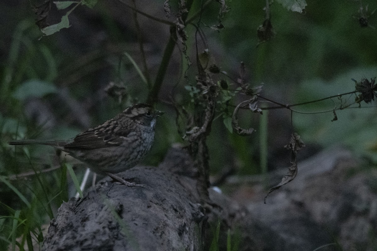 White-throated Sparrow - ML643521140