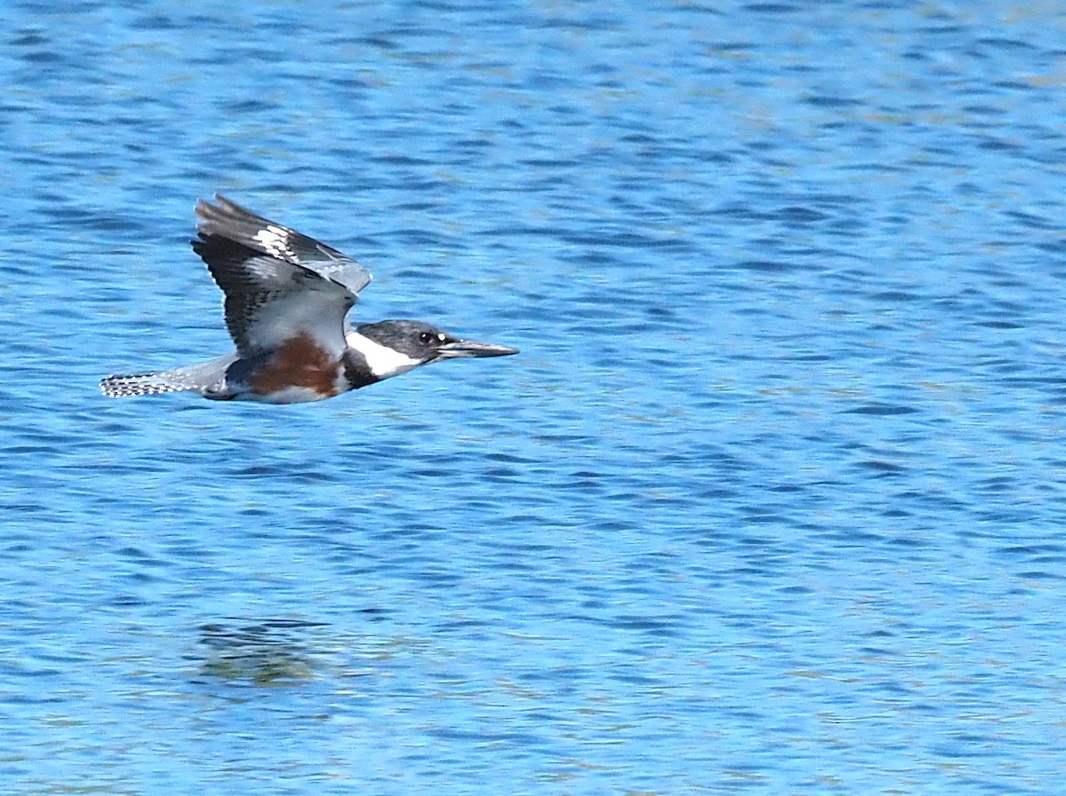 Belted Kingfisher - ML643521176