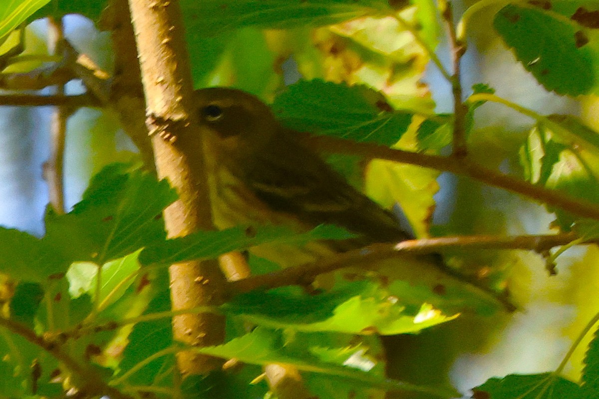 Cape May Warbler - ML643521182