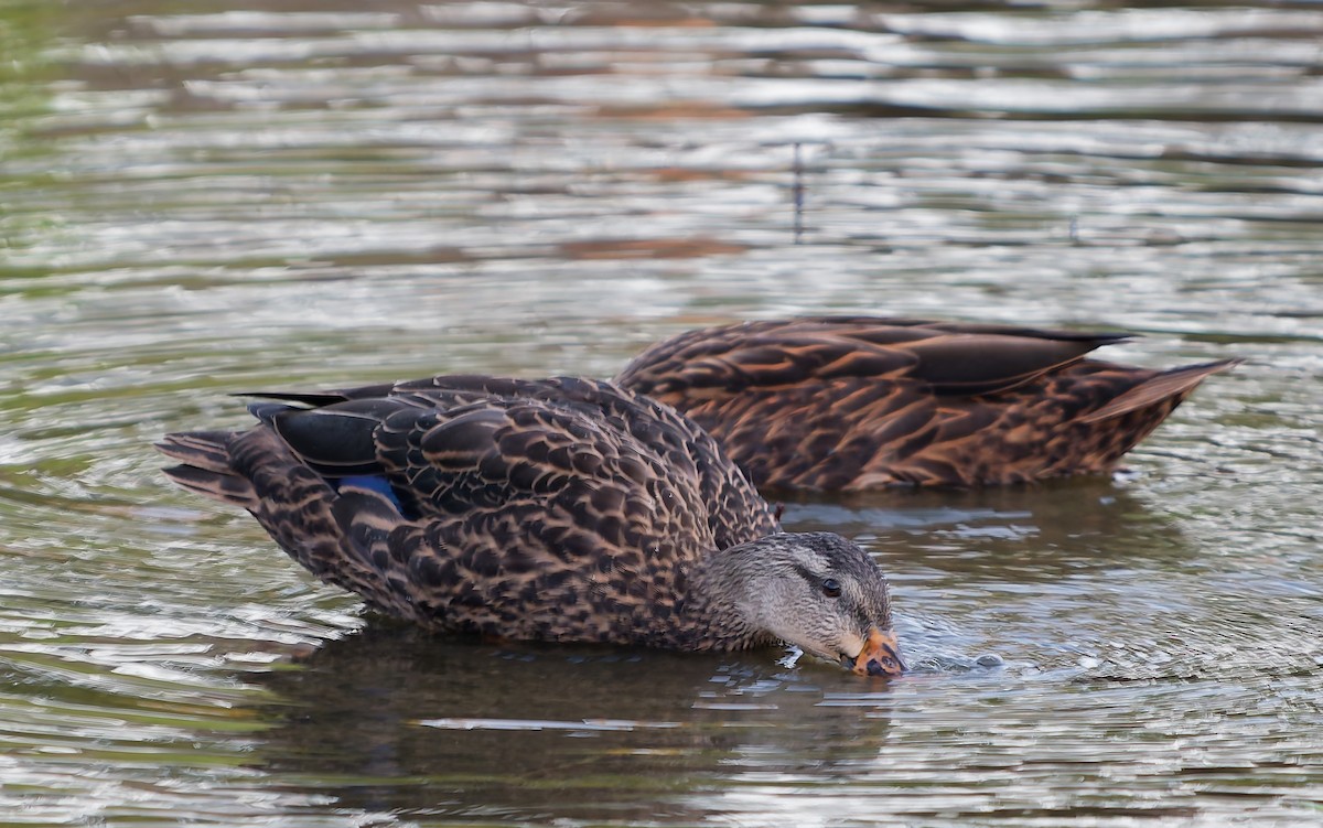 Canard brun - ML643521190