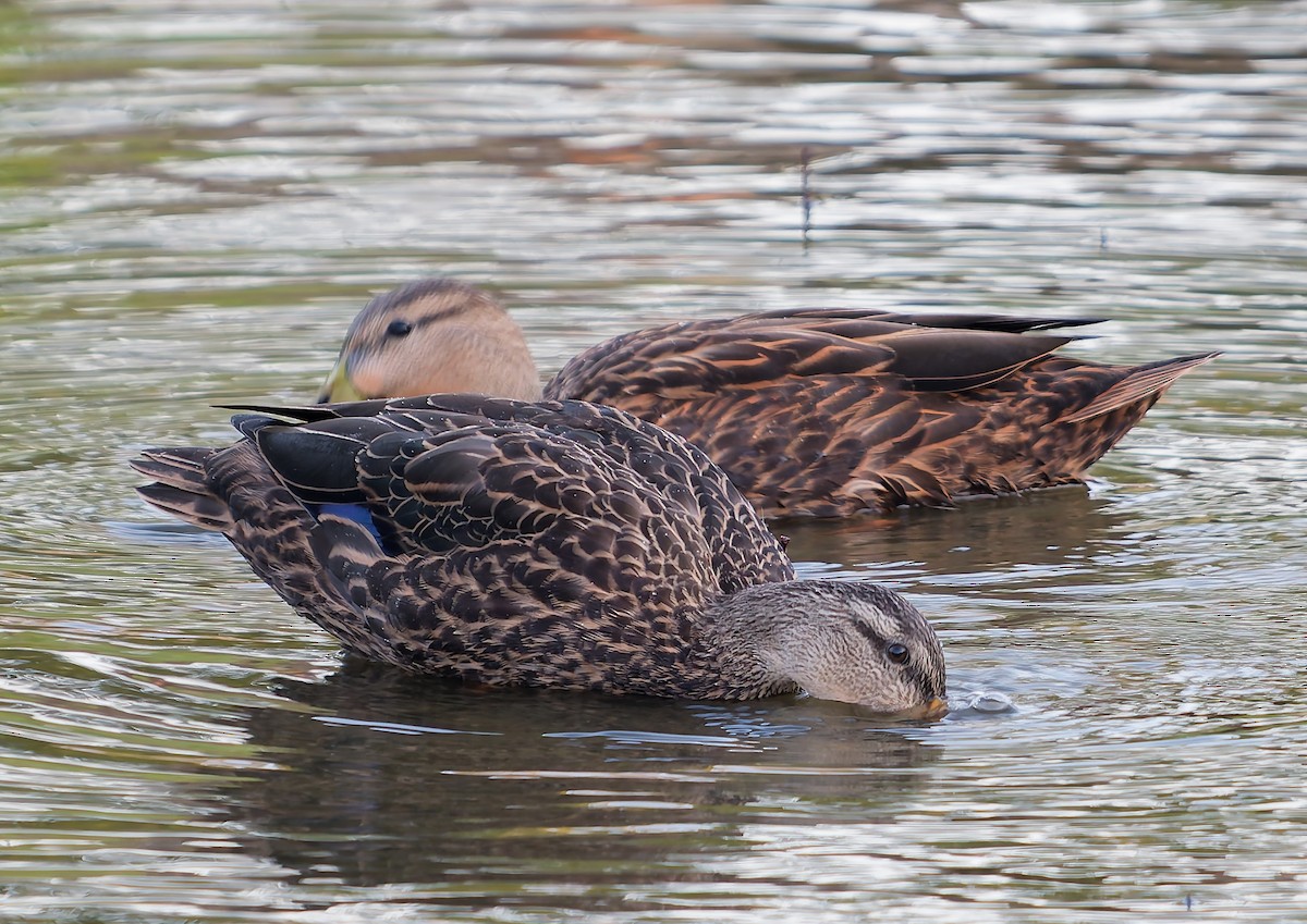 Canard brun - ML643521191