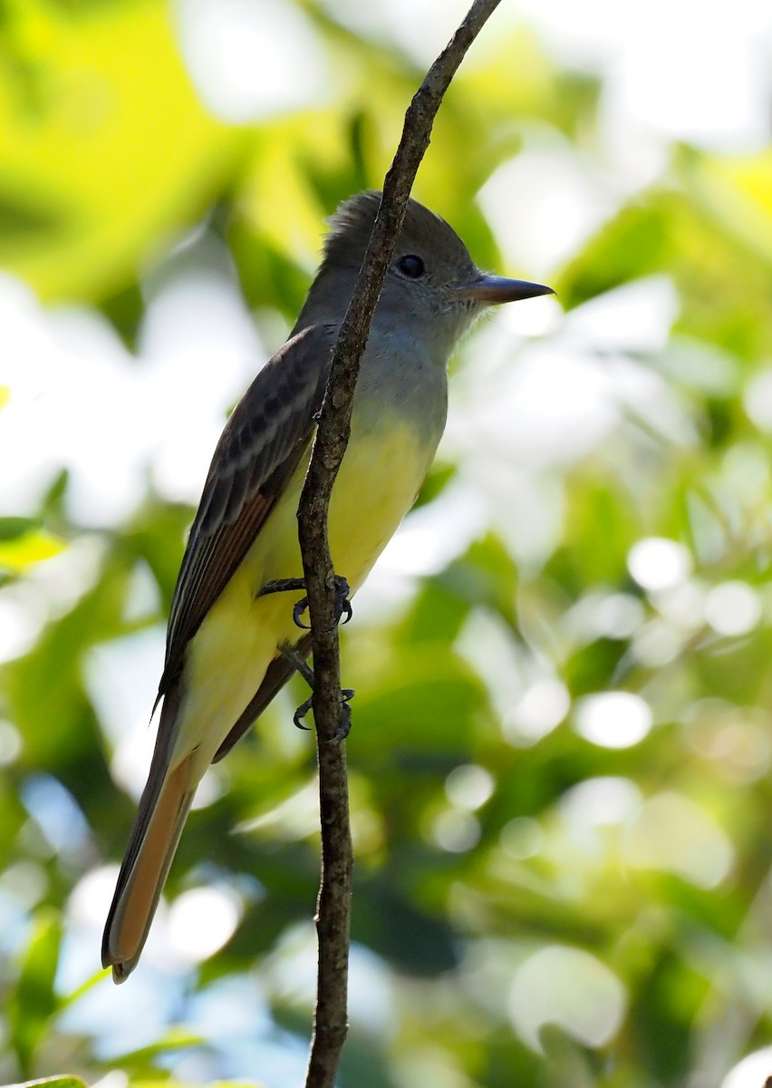 Great Crested Flycatcher - ML643521194