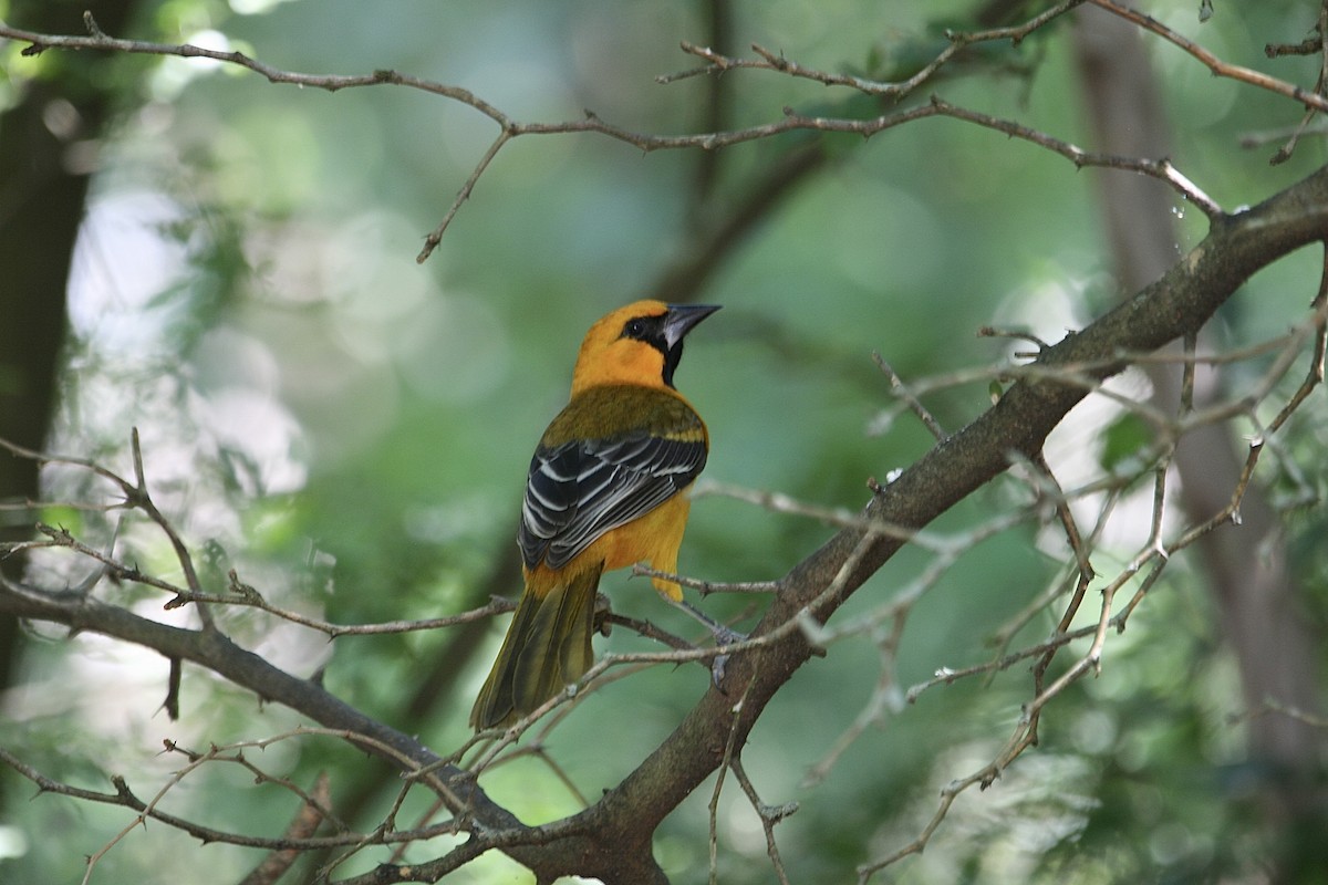 Altamira Oriole - ML643521199