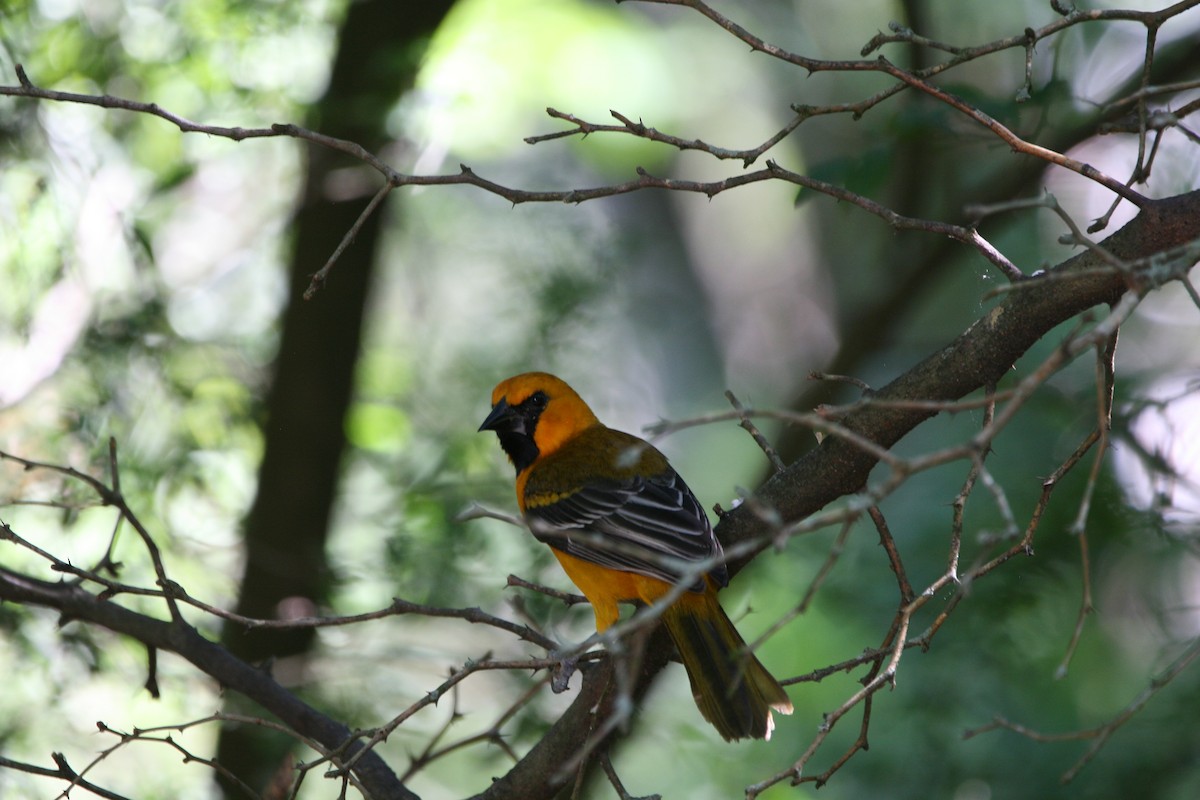 Altamira Oriole - ML643521200
