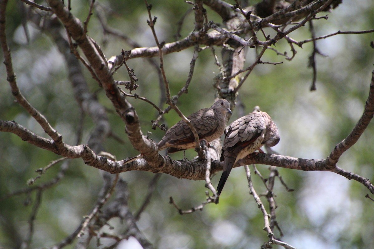 Inca Dove - ML643521210