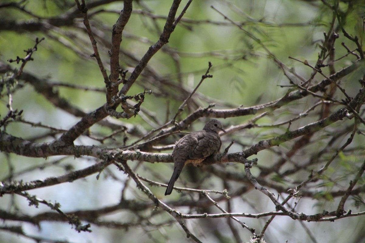 Inca Dove - ML643521211