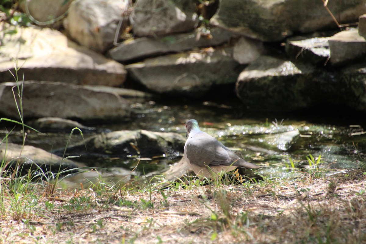 White-tipped Dove - ML643521212