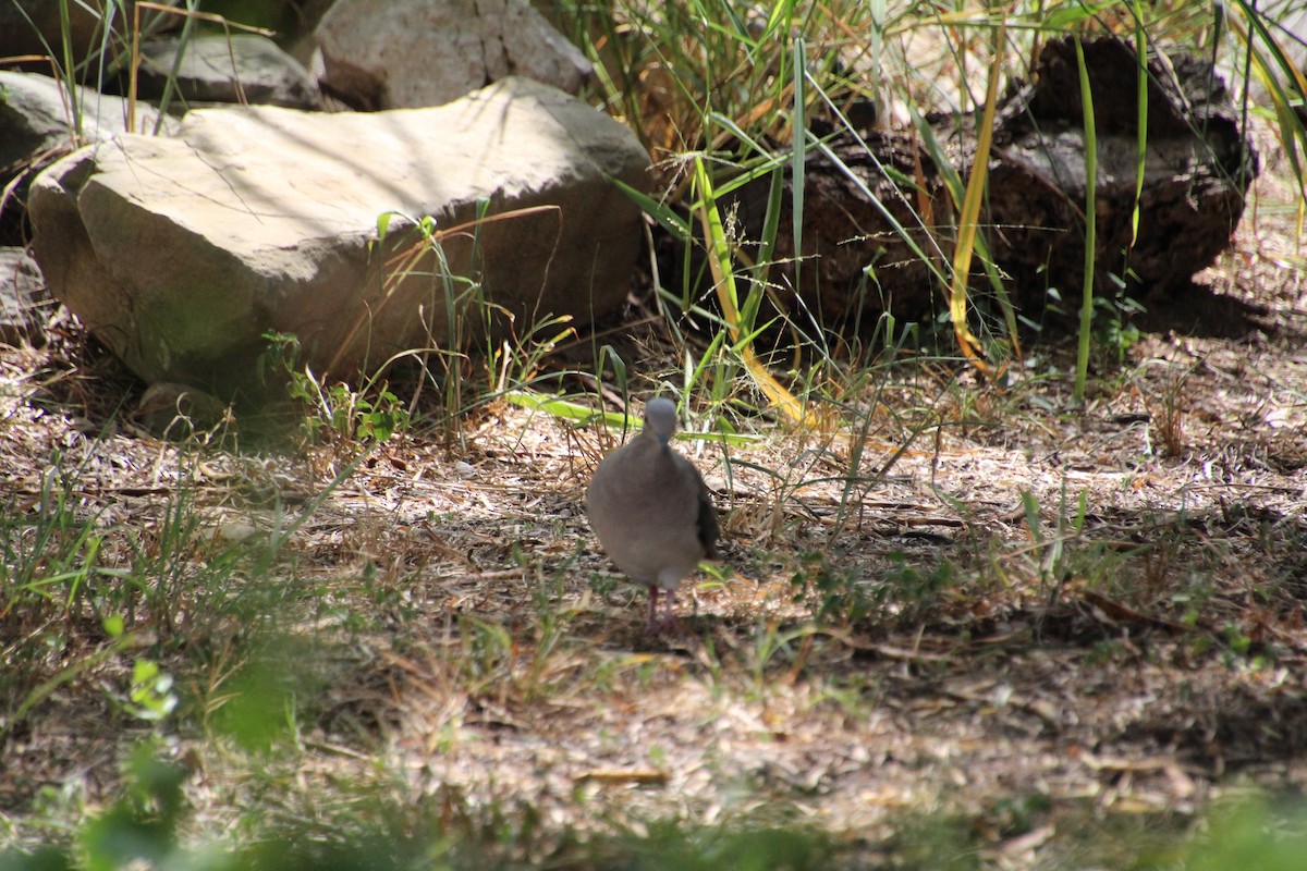 White-tipped Dove - ML643521213