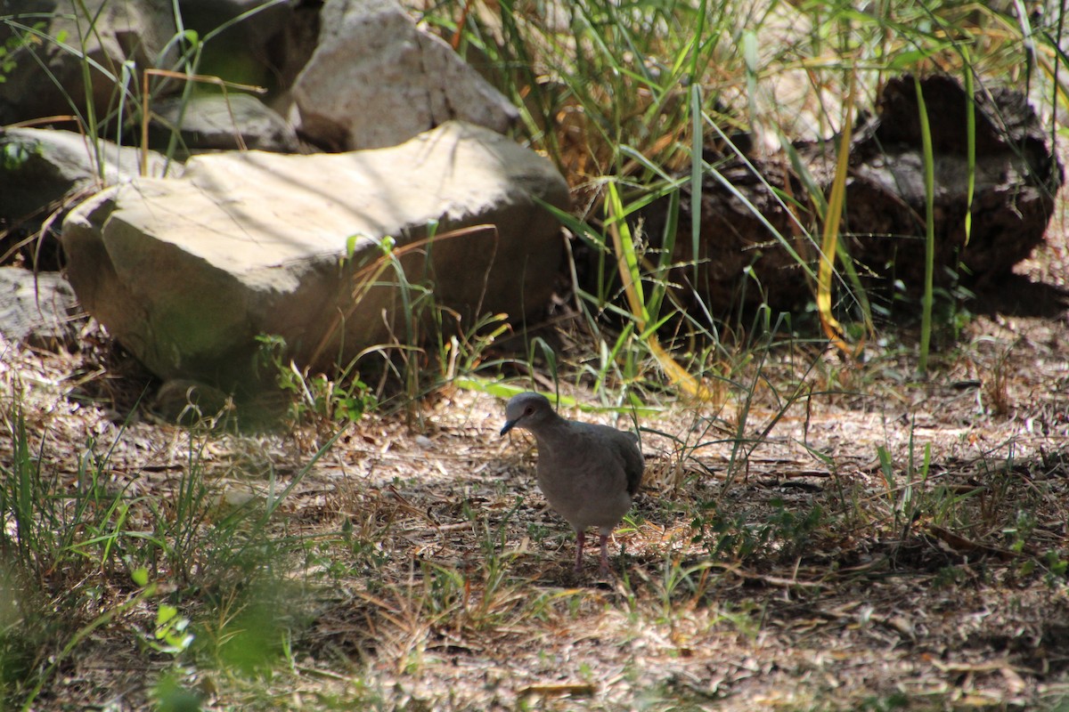 White-tipped Dove - ML643521214