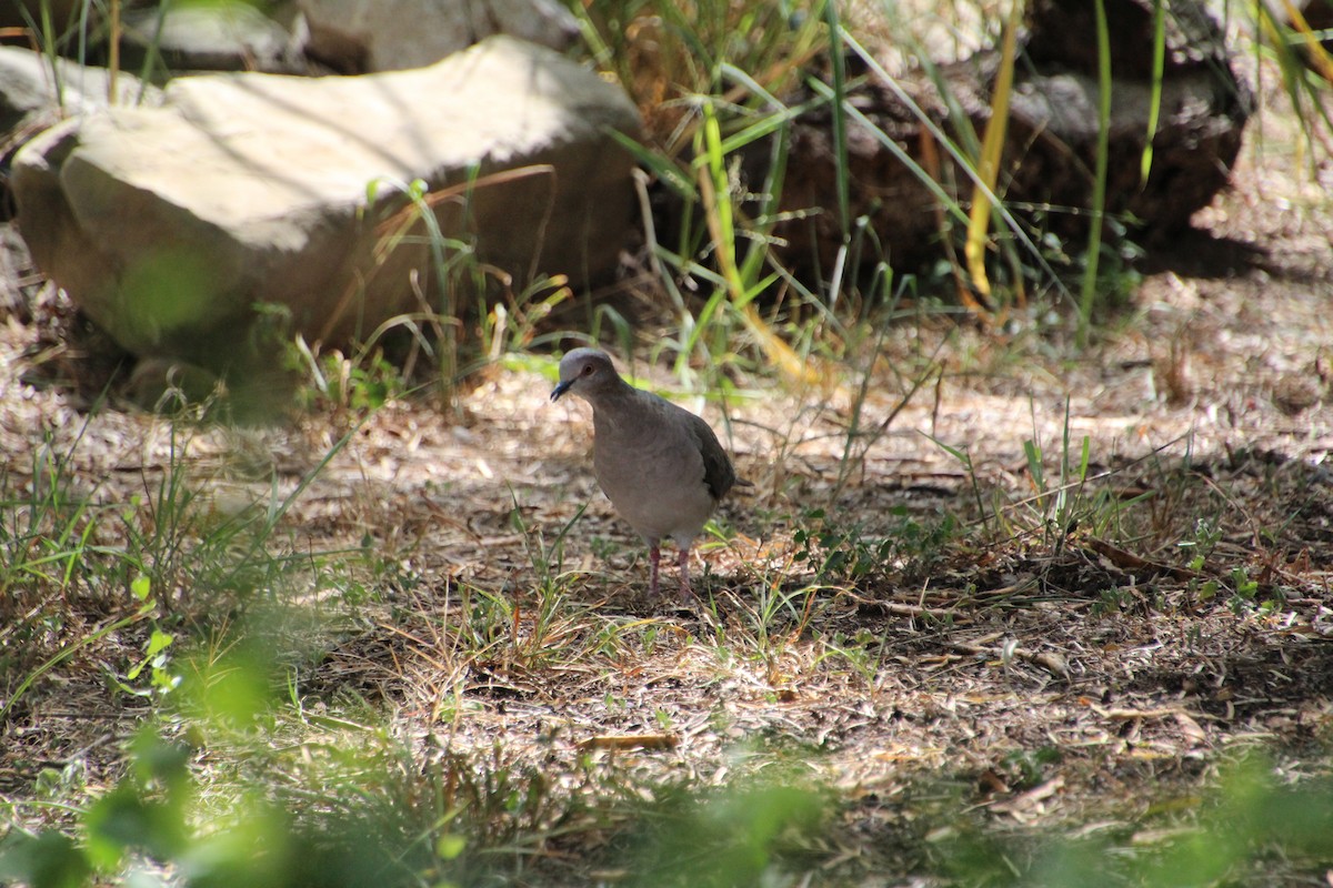 White-tipped Dove - ML643521216