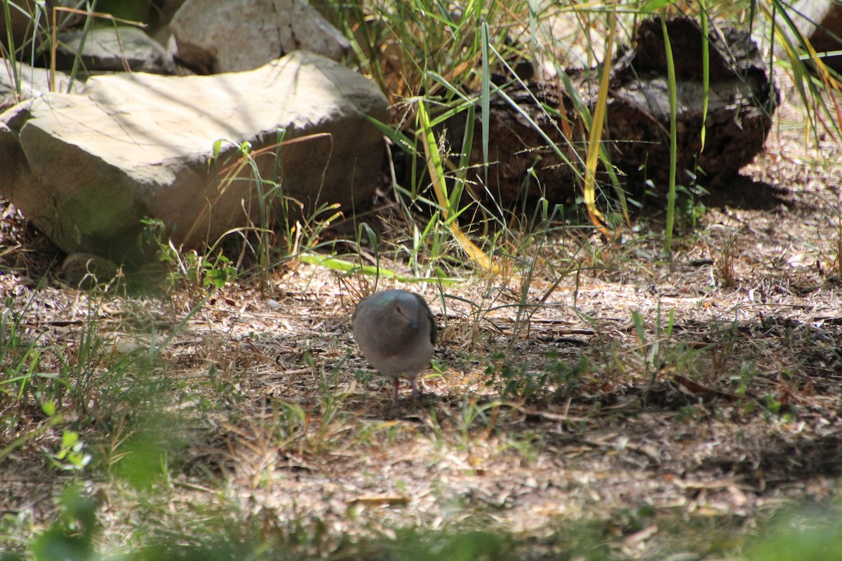 White-tipped Dove - ML643521217
