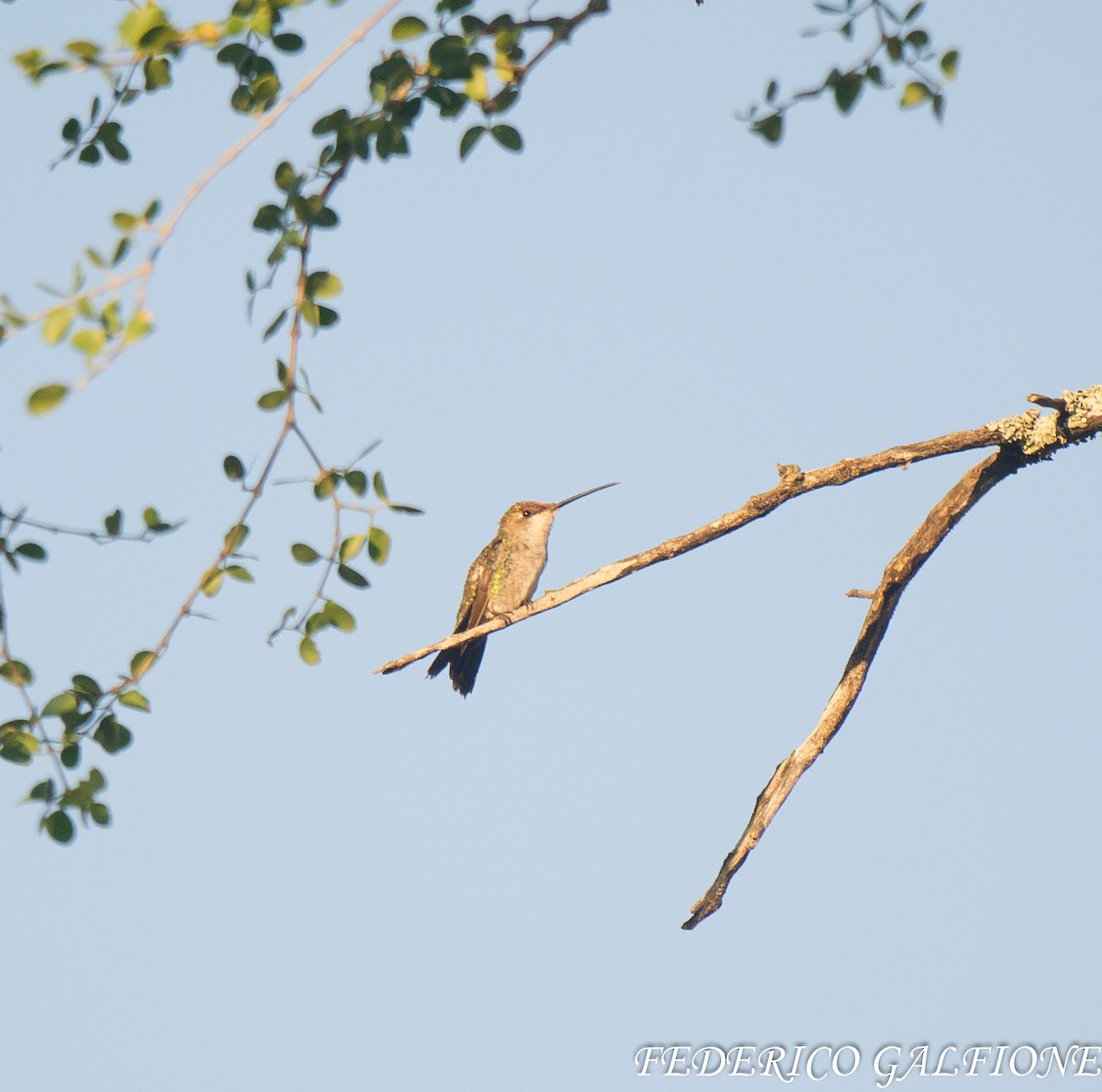 Blue-tufted Starthroat - ML643521219