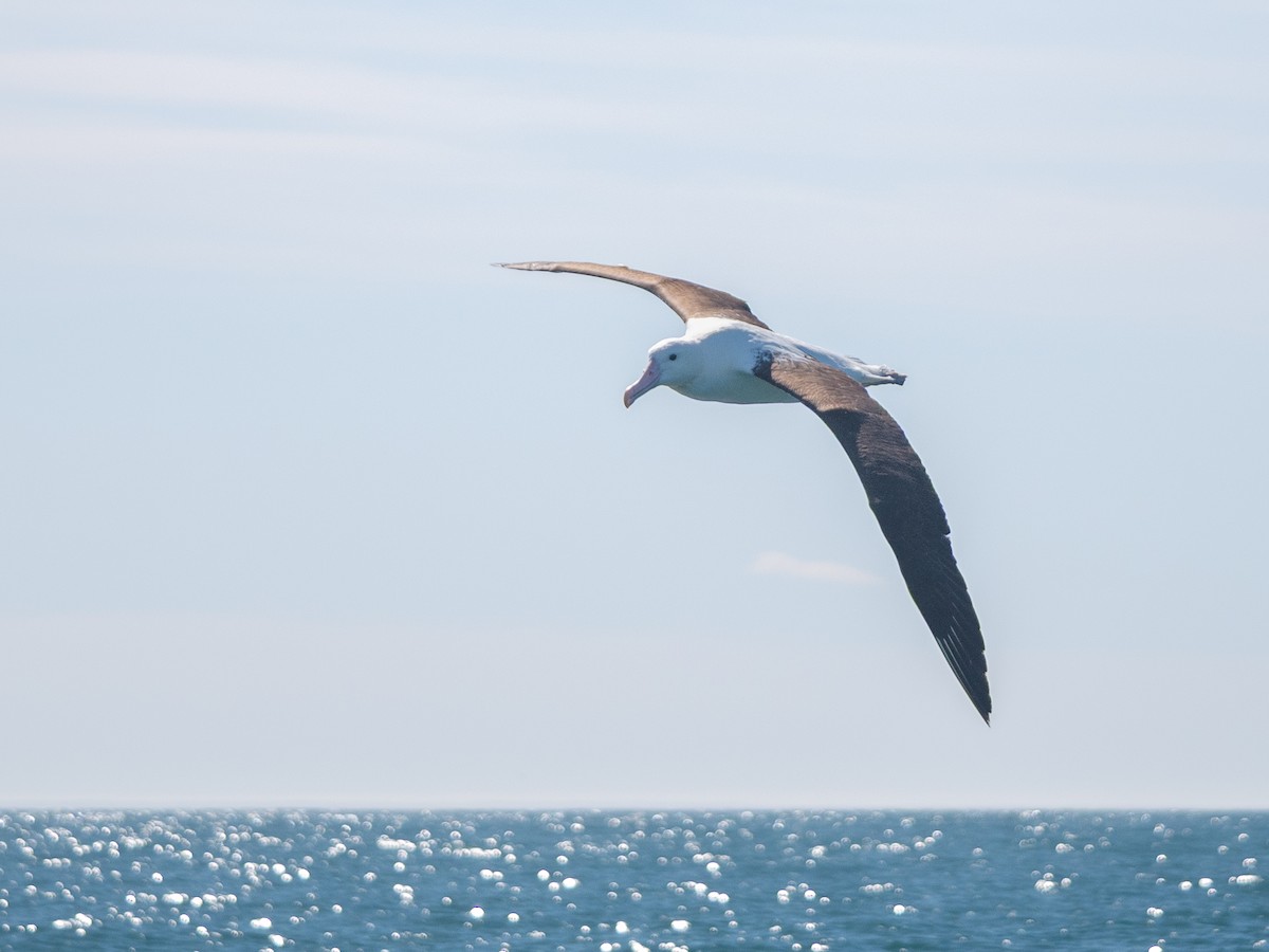 svartvingealbatross - ML643521229