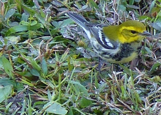 Grünmantel-Waldsänger - ML643521230