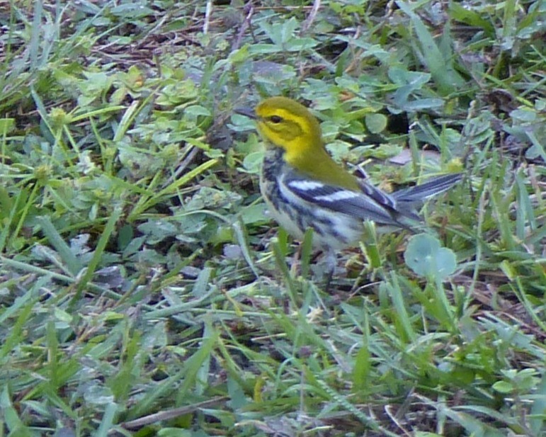 Grünmantel-Waldsänger - ML643521231