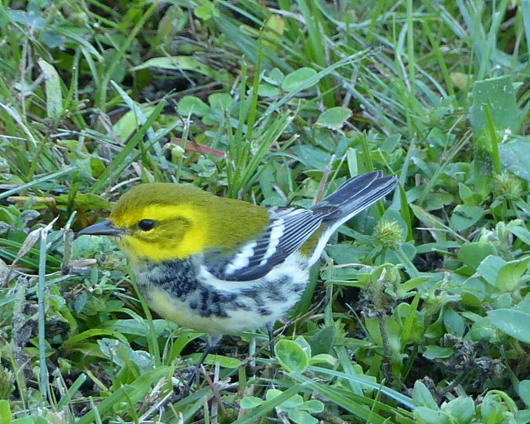 Grünmantel-Waldsänger - ML643521232