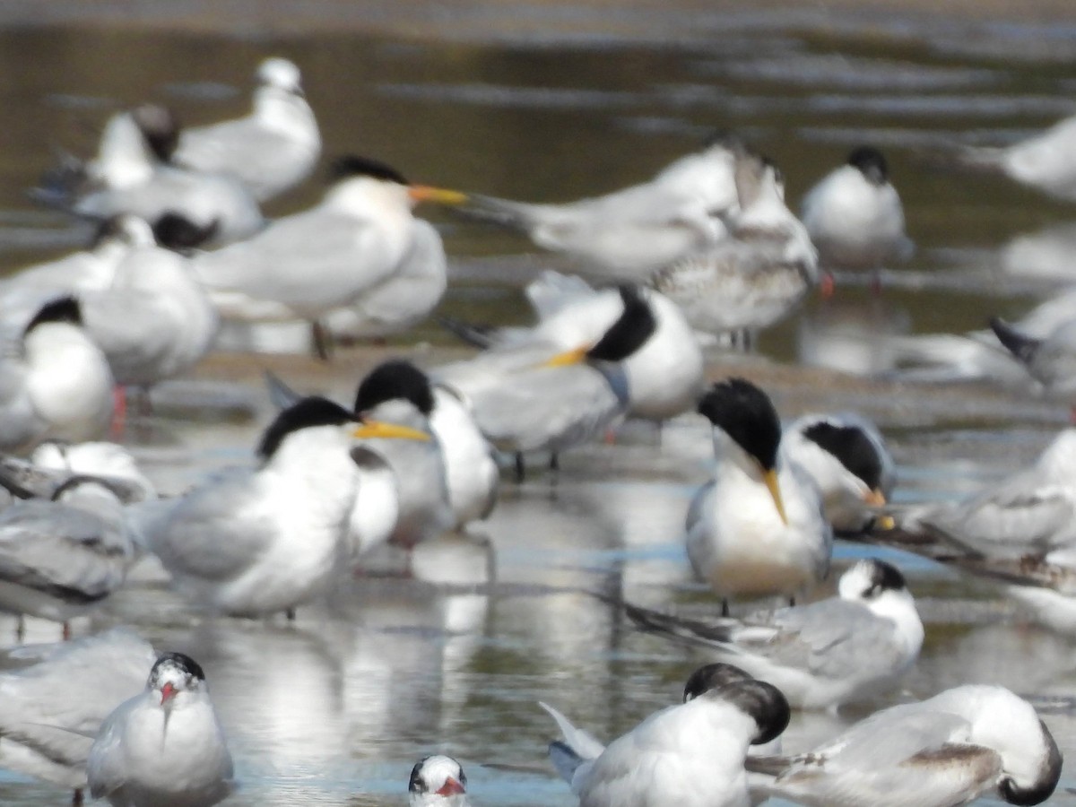 rybák severní - ML643521235