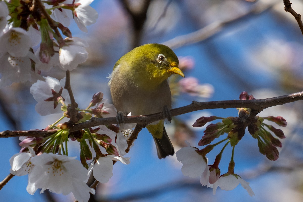 Warbling White-eye - ML643521293