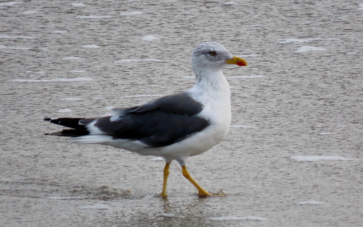 Lesser Black-backed Gull - ML643521298
