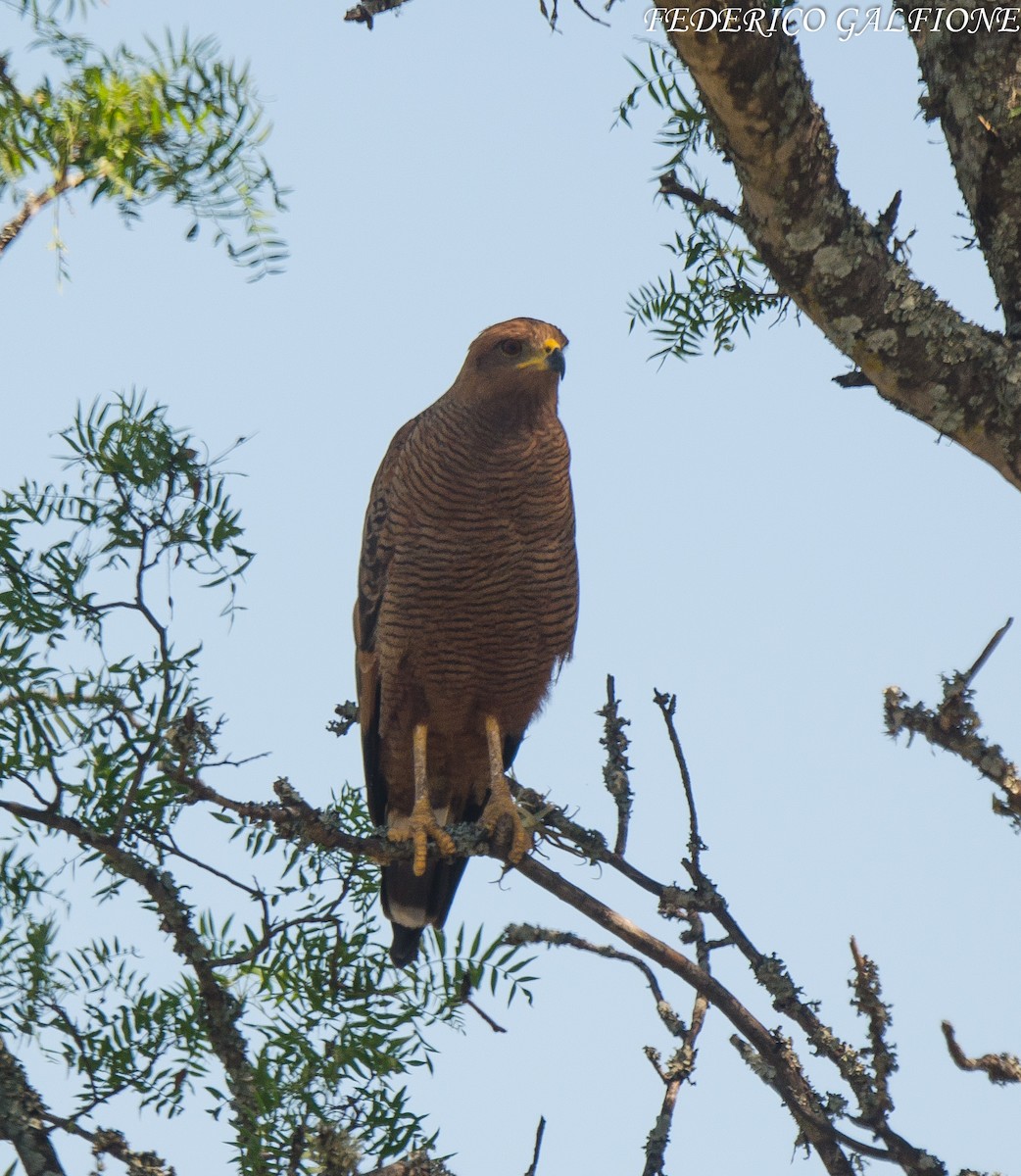 Savanna Hawk - ML643521308