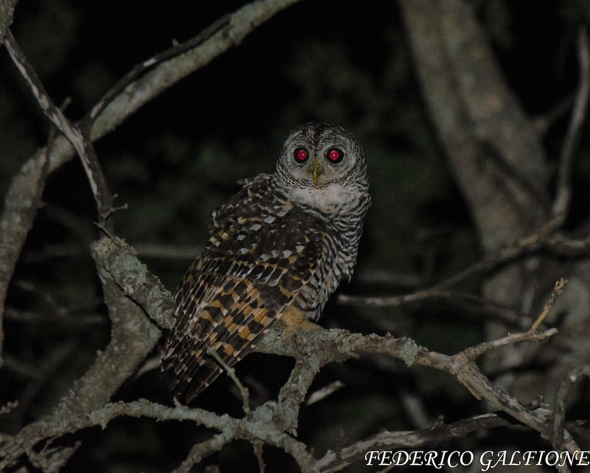 Chaco Owl - ML643521326