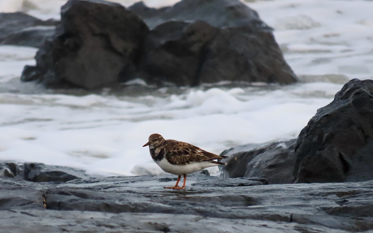 Ruddy Turnstone - ML643521330
