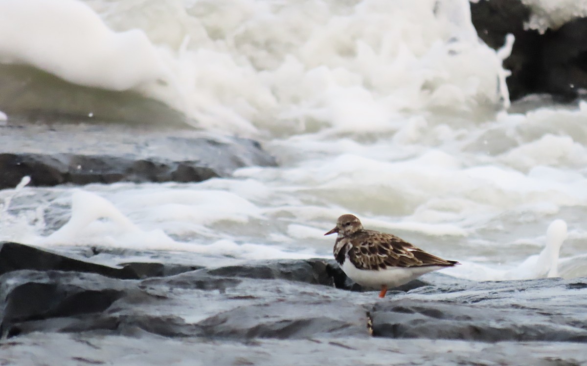 Ruddy Turnstone - ML643521338