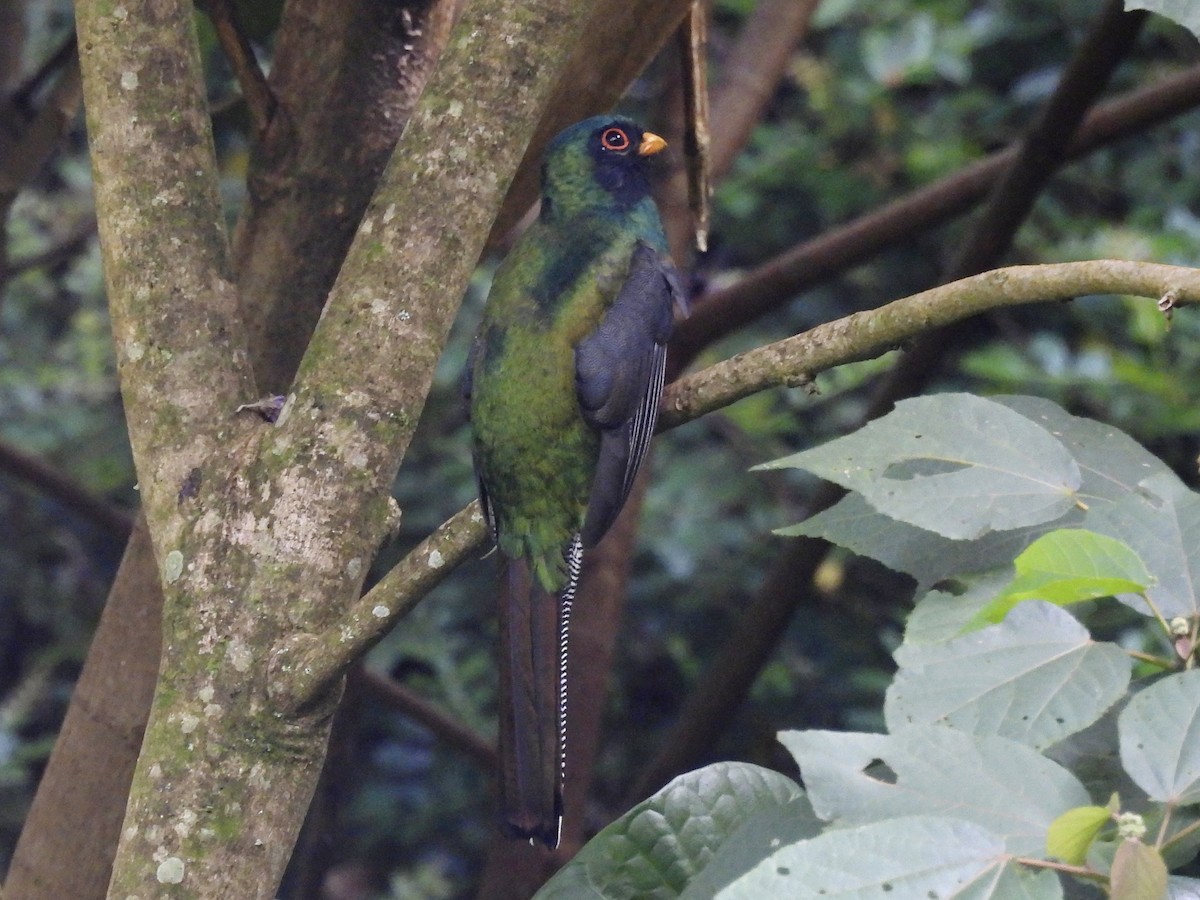 trogon škraboškový - ML643521339