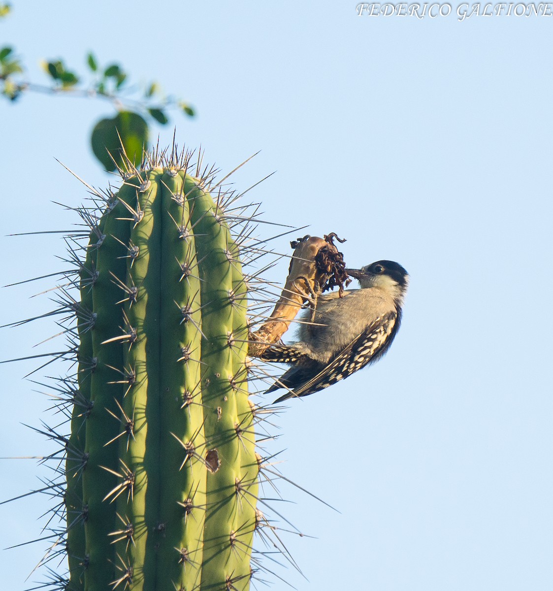 White-fronted Woodpecker - ML643521340