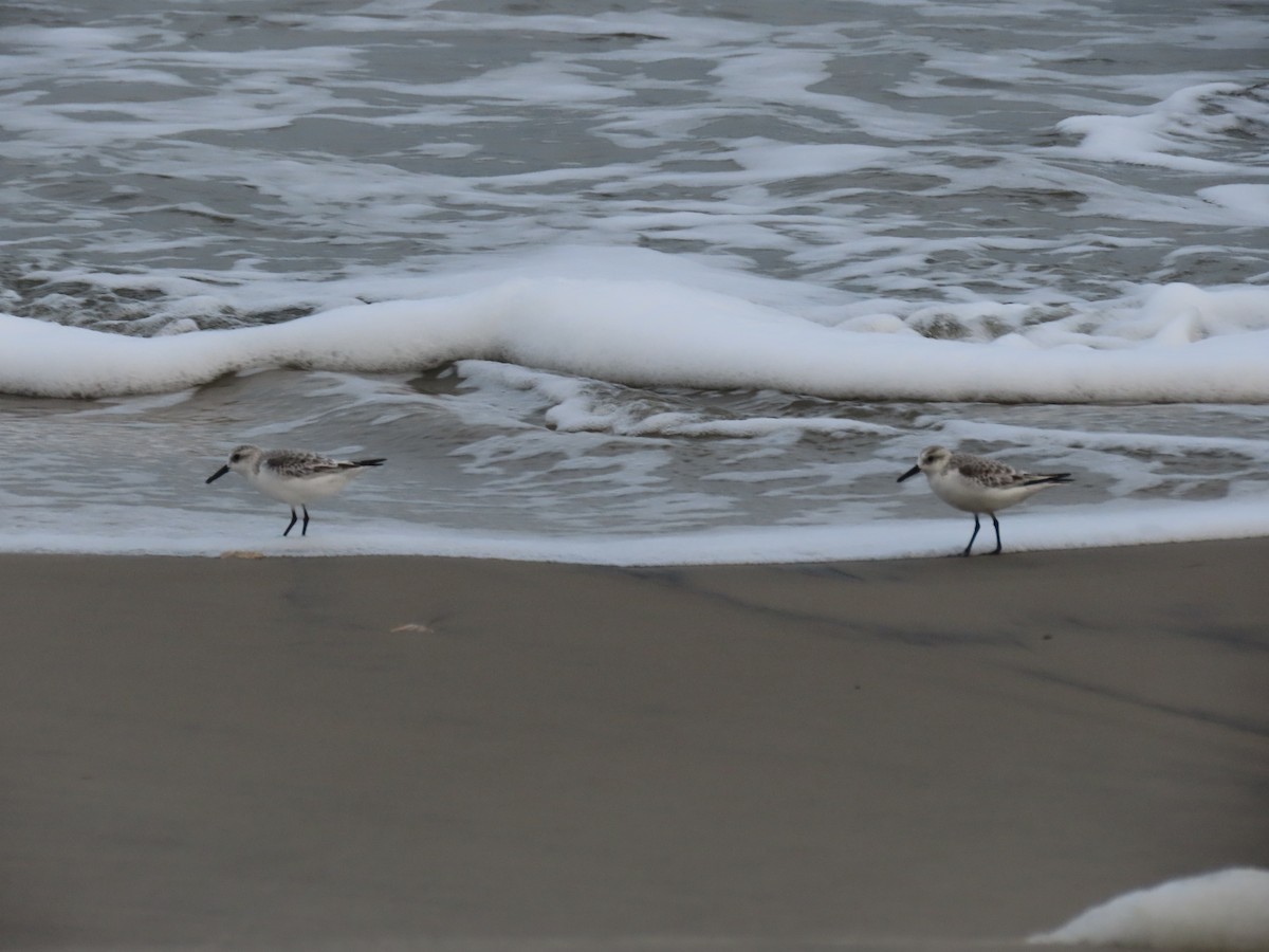 Sanderling - ML643521343