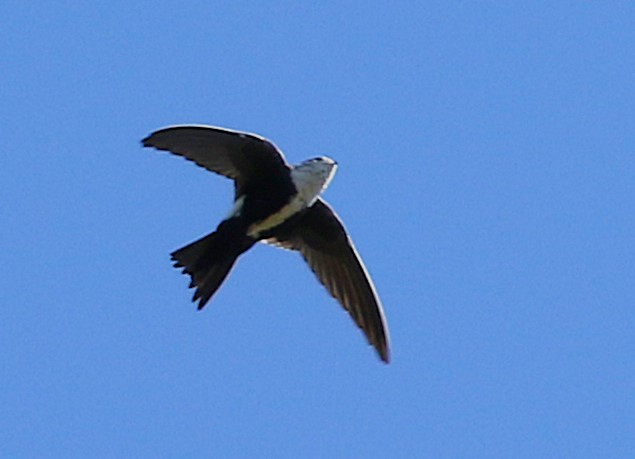 White-throated Swift - ML643521345
