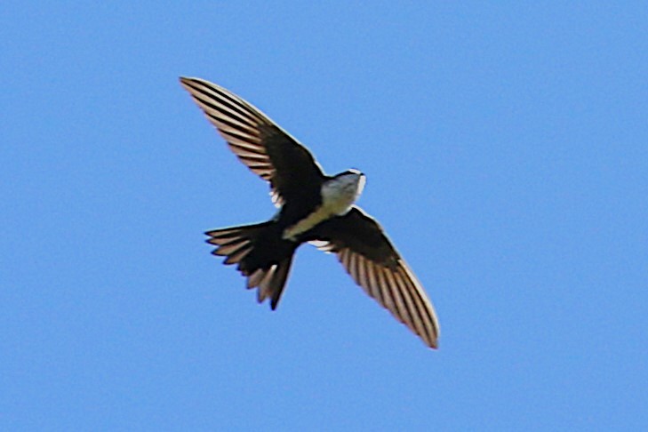 White-throated Swift - ML643521346