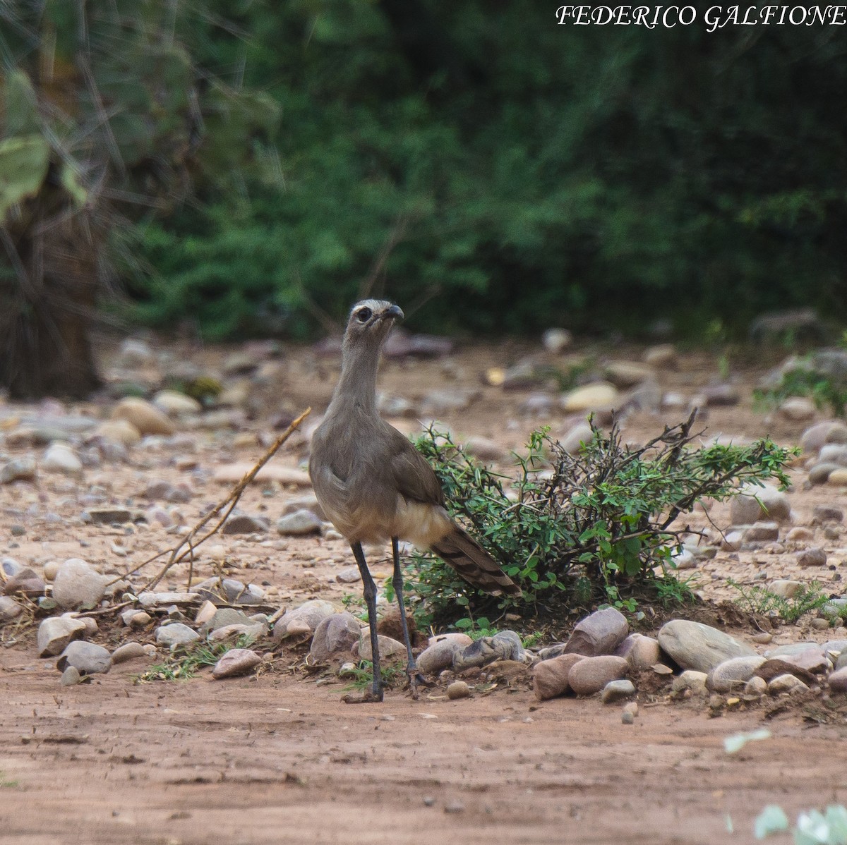 Cariama de Burmeister - ML643521349