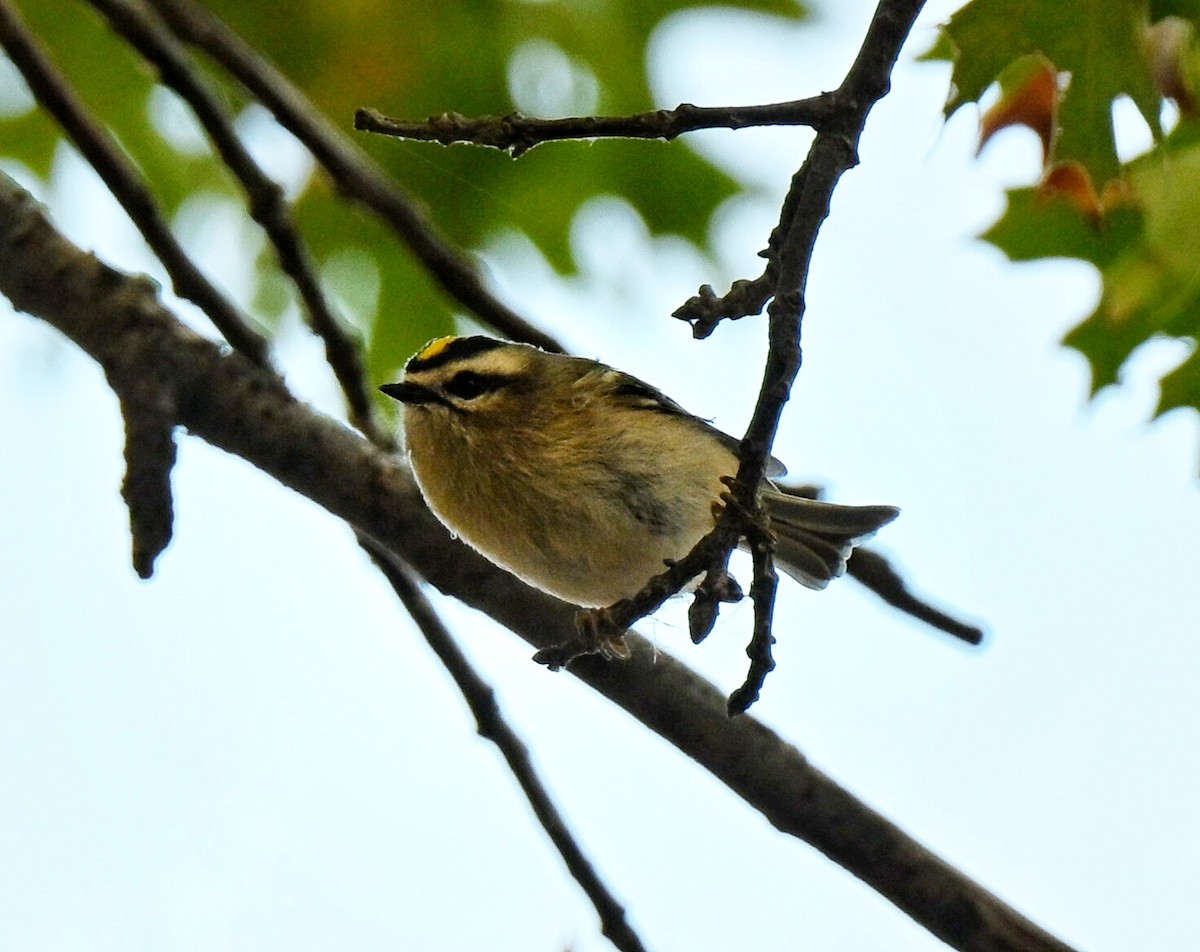 Golden-crowned Kinglet - ML643521350