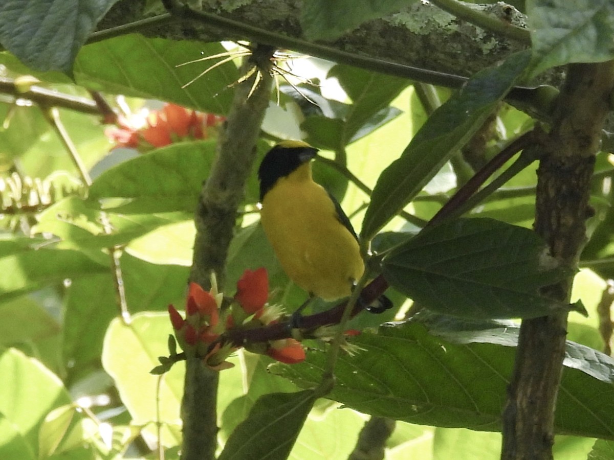 Thick-billed Euphonia - ML643521352