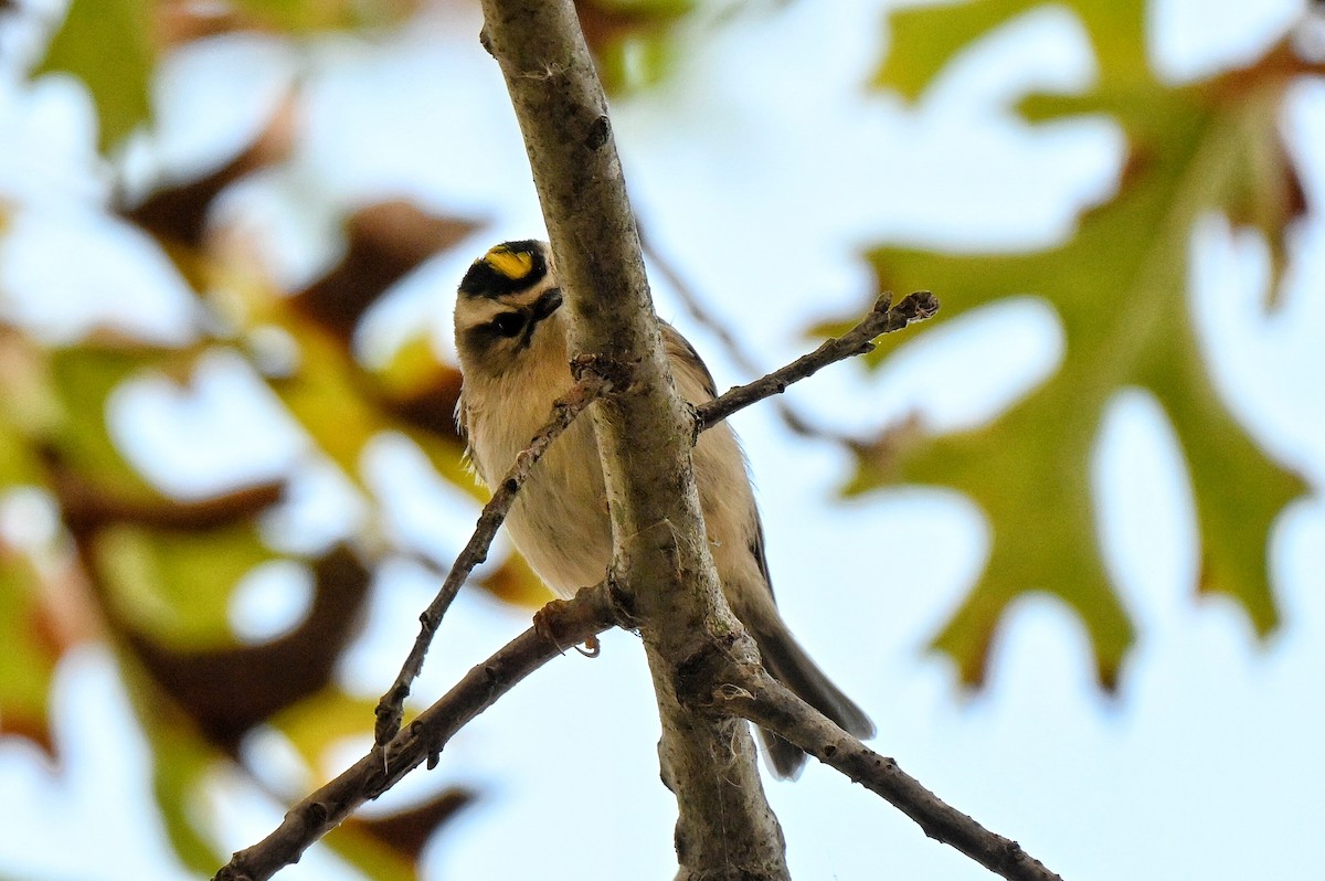 Golden-crowned Kinglet - ML643521355