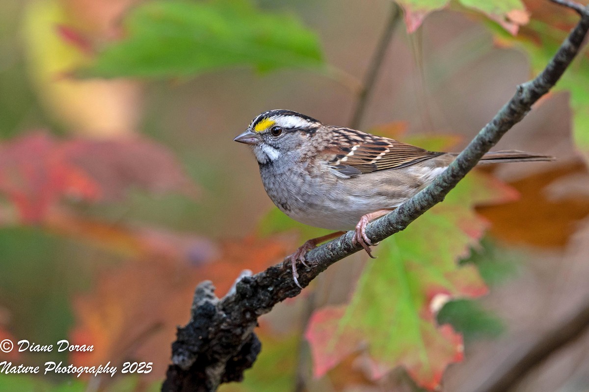 White-throated Sparrow - ML643521356