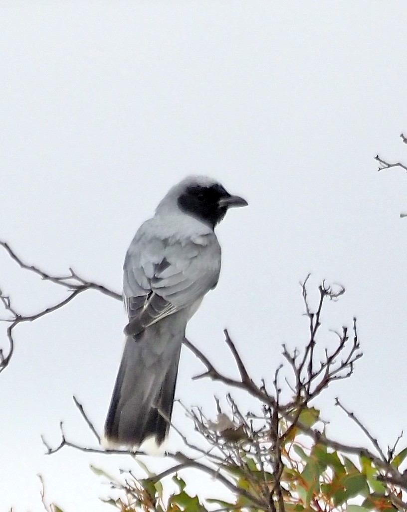 Black-faced Cuckooshrike - ML643521365