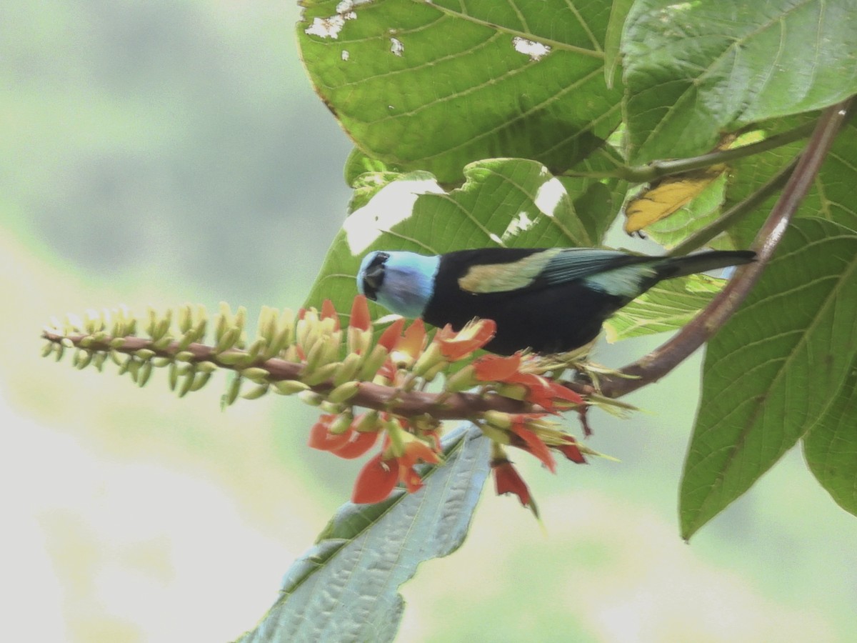 Blue-necked Tanager - ML643521366