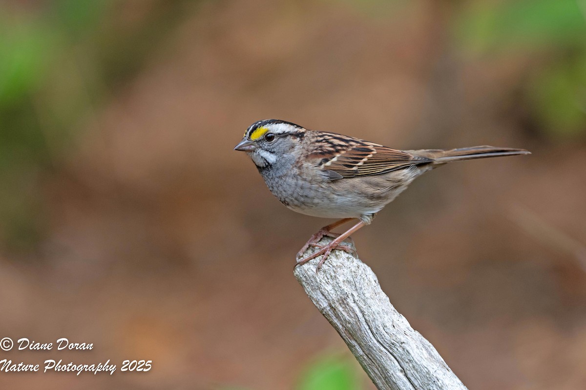 White-throated Sparrow - ML643521368
