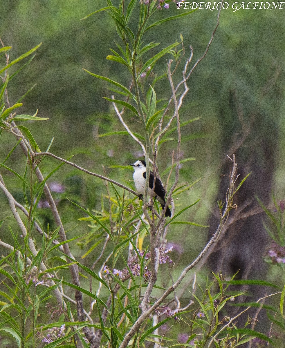 Black-backed Water-Tyrant - ML643521376
