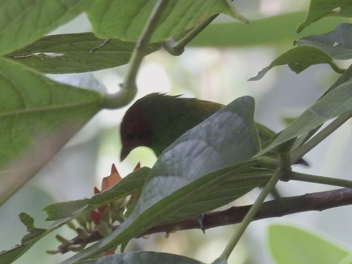 Bay-headed Tanager - ML643521377