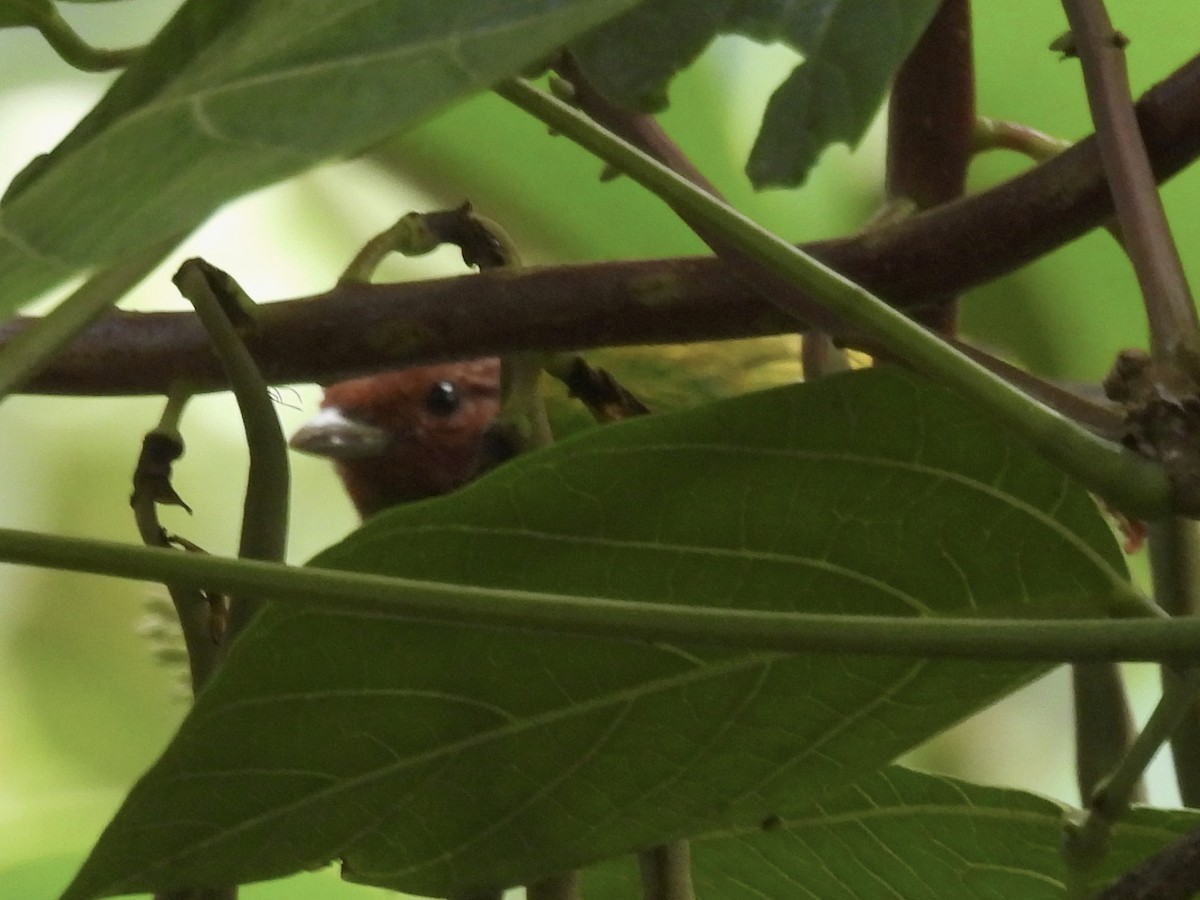 Bay-headed Tanager - ML643521378