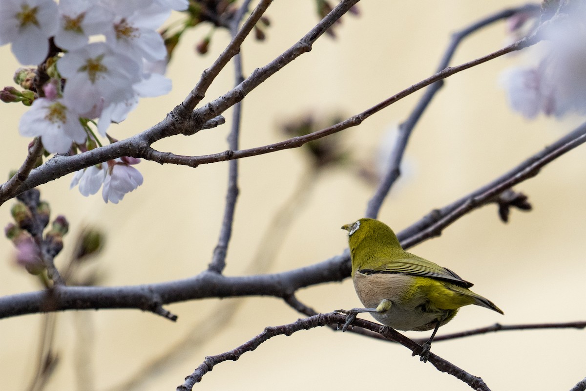 Warbling White-eye - ML643521381