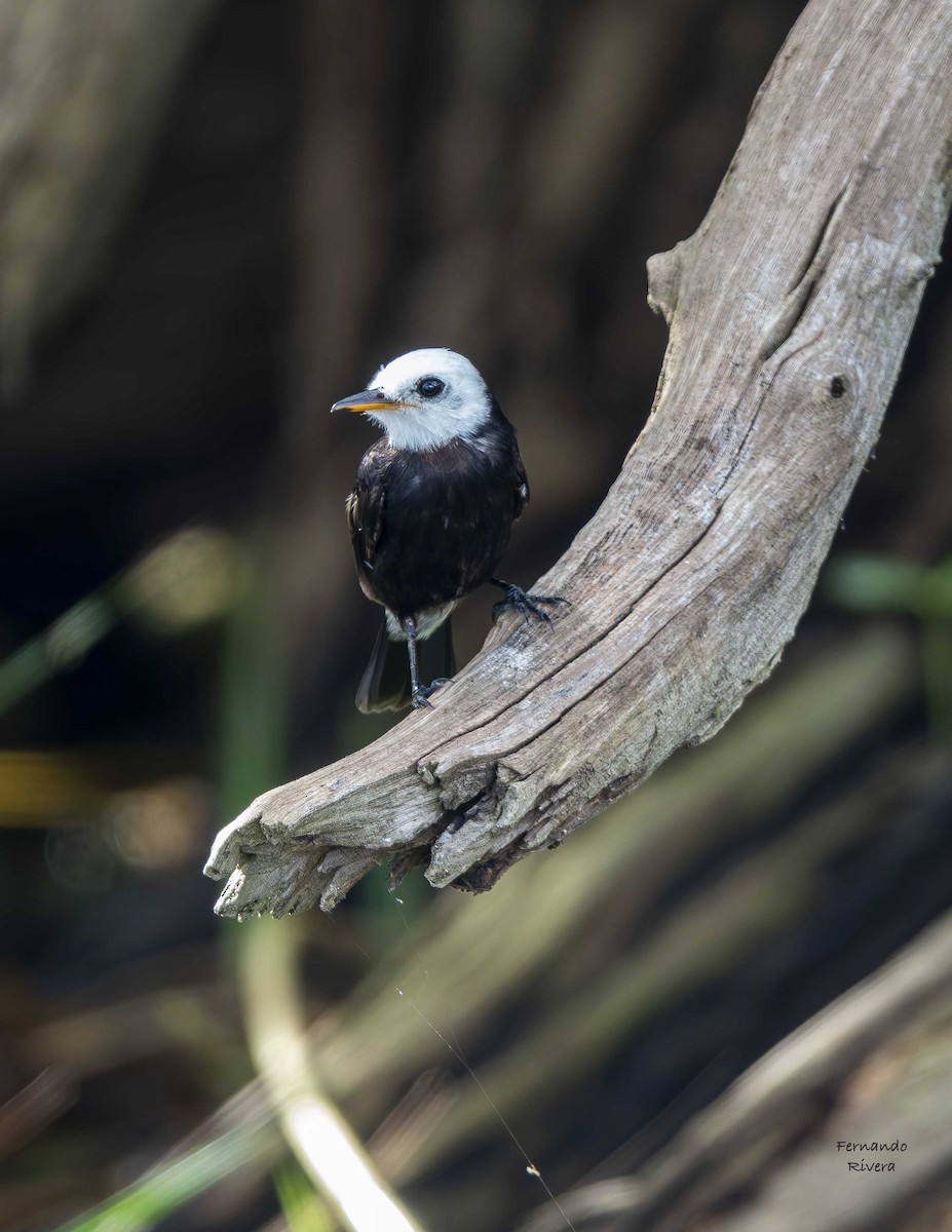 White-headed Marsh Tyrant - ML643521383