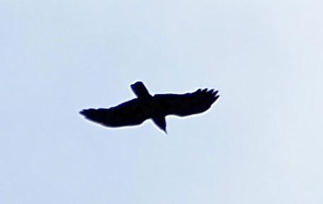 Little Crow - ML643521389