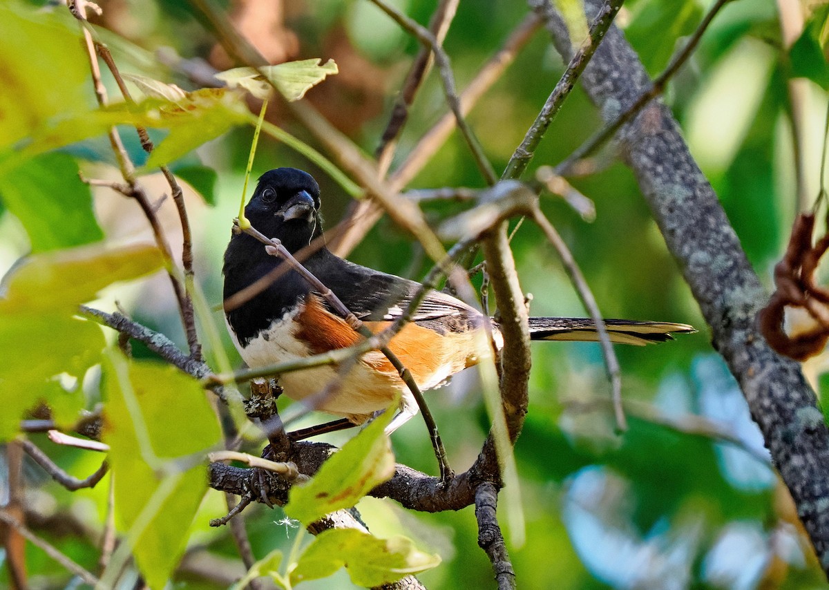 טואי אדום-עין - ML643521390