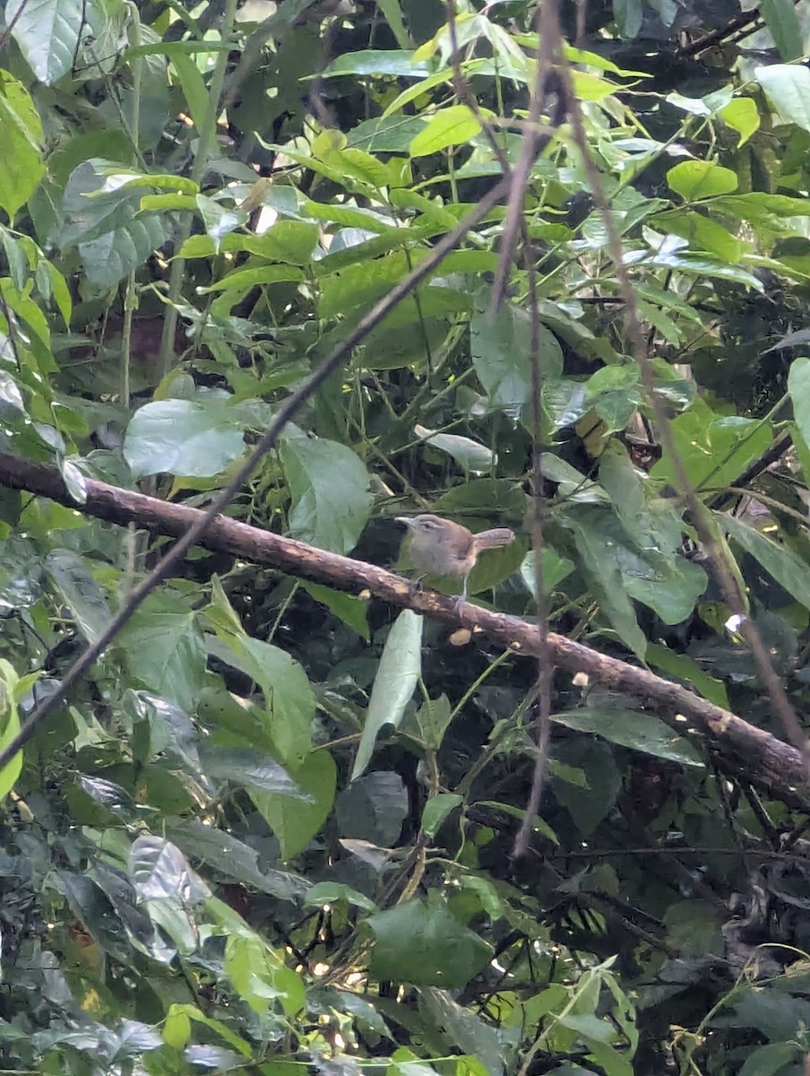 Isthmian Wren - ML643521391
