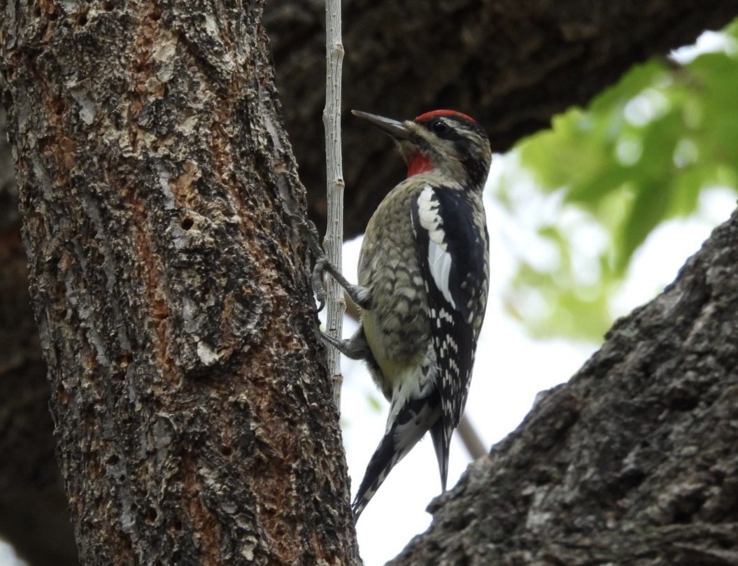 Red-naped Sapsucker - ML643521415