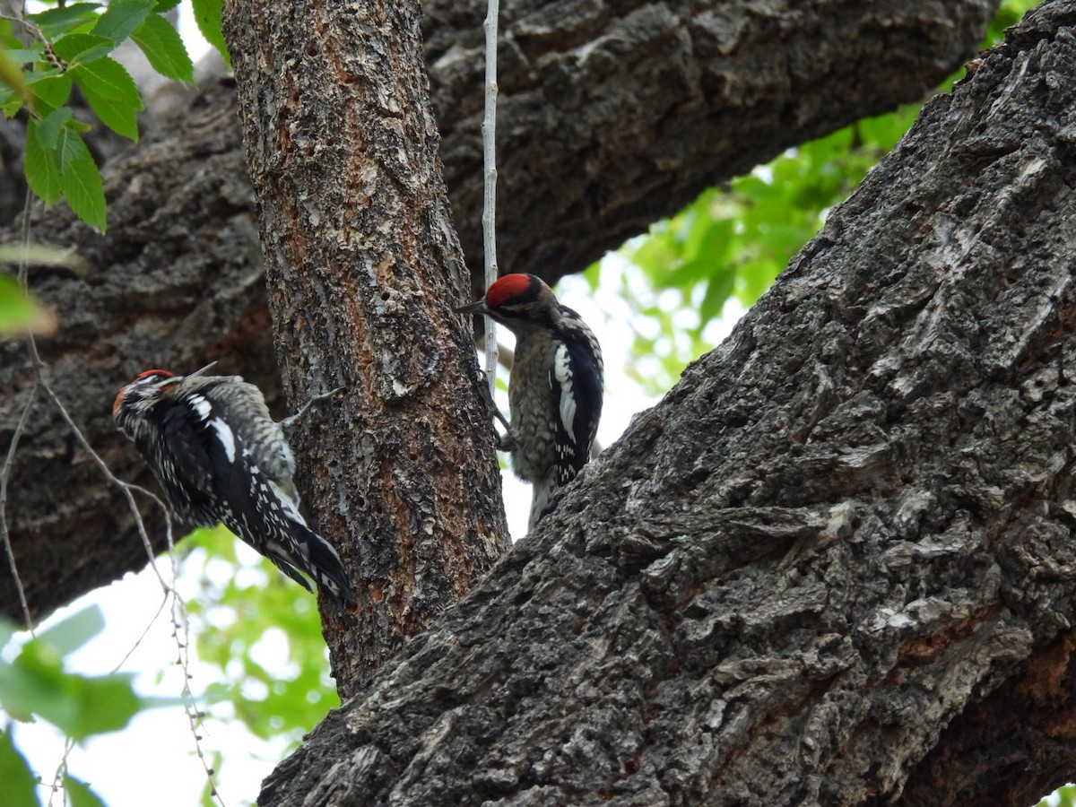 Red-naped Sapsucker - ML643521416